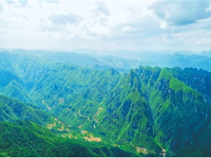 “金果子”鼓起了农民的钱袋子（山水间的财富密码⑤）