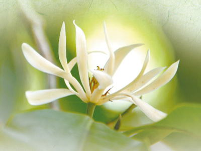 白兰香飘岭之南（一朵花读懂一座城）