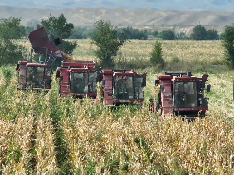 新疆玛纳斯县：制种玉米喜丰收 订单种植保增收