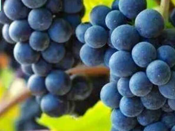 七色新疆丨天山南北丰收绘 每抹色彩都是大地的馈赠