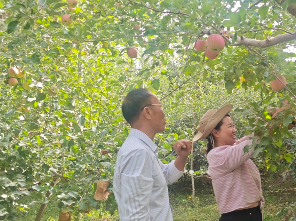 砥砺奋进七十载 天山南北谱华章丨 “糖心”烙印背后：阿克苏苹果的产业升级之路