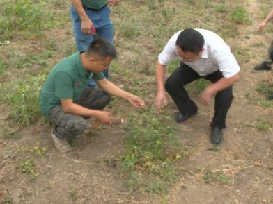 共筑金色梦想丨中国技术为刚果（布）开“粮”方：“这是最优质的木薯粉”