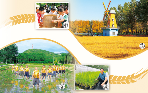 京西稻，香飘三百年