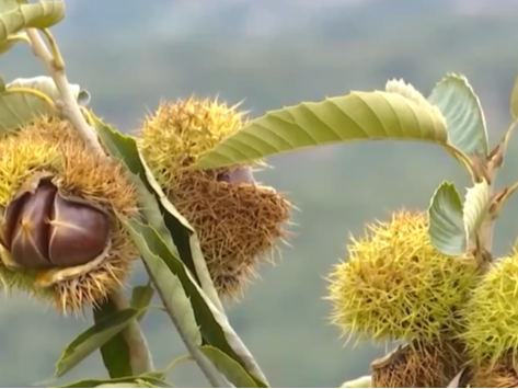 水肥精准“喂”、无人机“送”下山、“钢铁翼”忙脱叶 花样“黑科技”让丰收更智慧