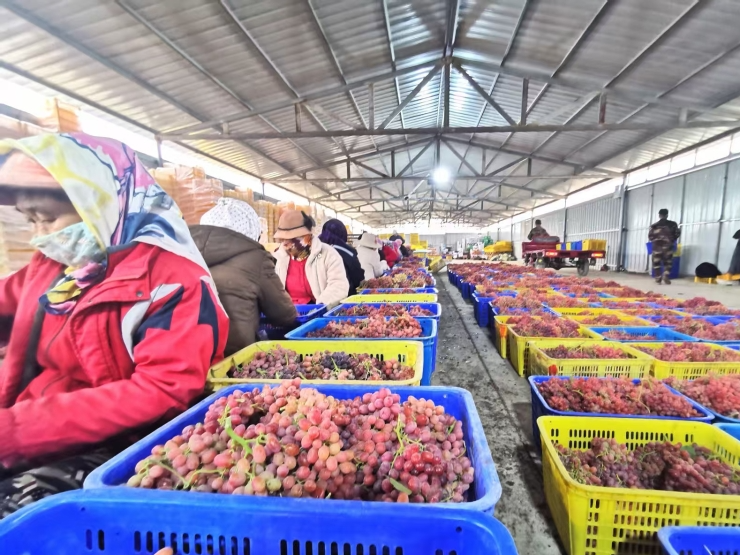 2025年新疆果品出口42亿元 同比增长44%