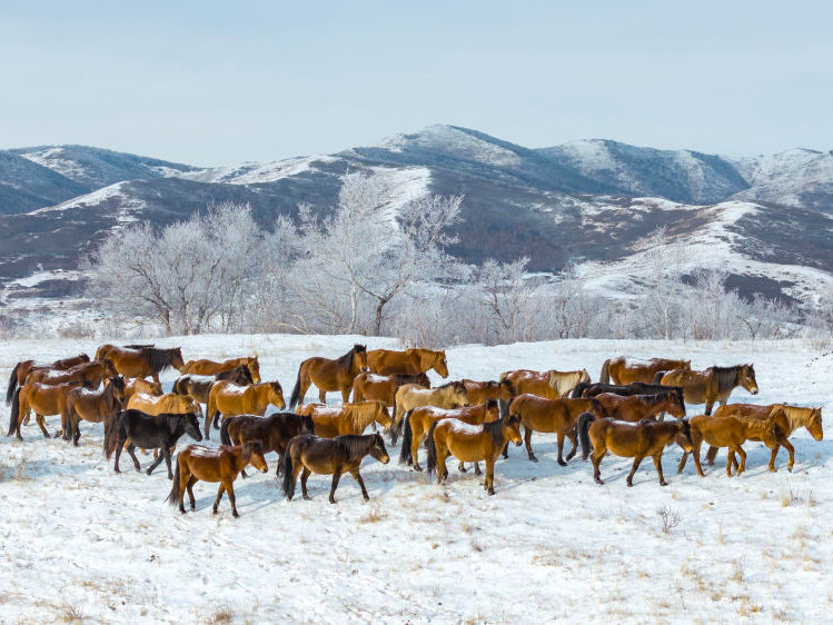 冰雪春天｜马踏雪原 鹿鸣山间