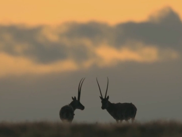 我国新型自然保护地体系初步建成