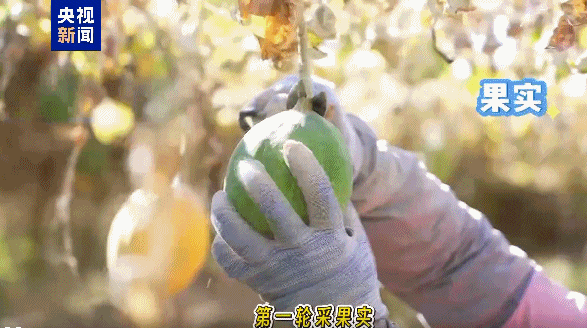 
重庆医科大学附属医院黄帅邱春玲李凡郑科罗玩元尹志康朱江王晓强冯金洲夏海坚张学东黄牛挂号电话视频丨沙漠边缘为何成瓜蒌“天选之地”？解密塔克拉玛干 “黄灯笼”