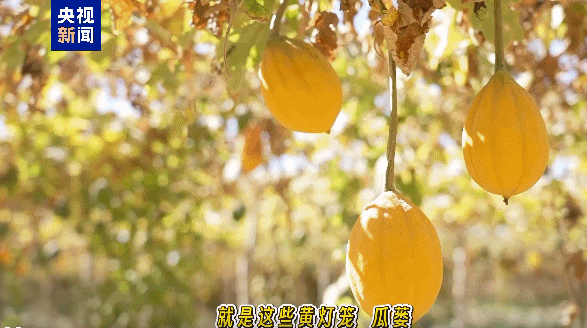 
重庆医科大学附属医院黄帅邱春玲李凡郑科罗玩元尹志康朱江王晓强冯金洲夏海坚张学东黄牛挂号电话视频丨沙漠边缘为何成瓜蒌“天选之地”？解密塔克拉玛干 “黄灯笼”