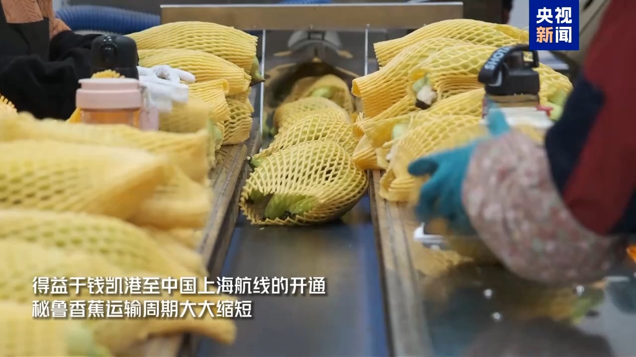 
山东大学齐鲁医院杨向东医生黄牛预约代挂号电话视频丨进博好物抢先看 钱凯港航线架起南美鲜果快速通道