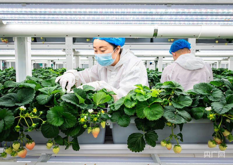 
上海市精神卫生中心杜亚松医生黄牛预约代挂号电话晶采观察丨新质生产力扎根田野 筑牢实体经济根基