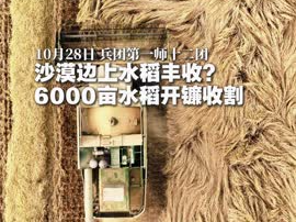 沙漠边上水稻丰收？6000亩水稻开镰收割