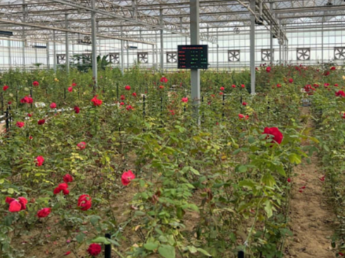 全球媒体聚焦 | 外媒：中国“绿色长城”创造治沙奇迹