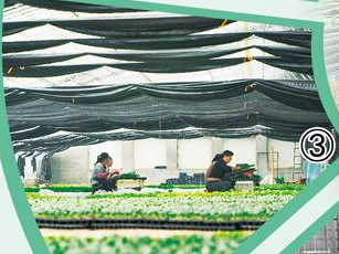 中国是如何实现“果蔬自由”的？（外国网友“趣”问中国）