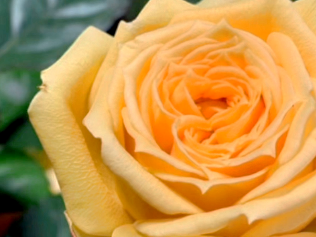 文化中国行·联播一瞬丨立春：人随春好，花映年丰