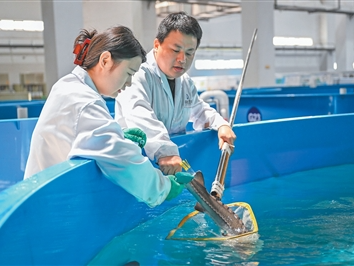 一尾中华鲟能游多远？（美丽中国）