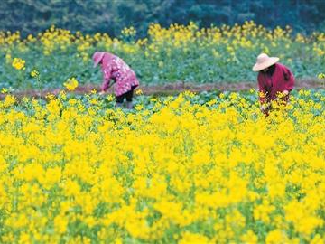 推动乡村全面振兴取得新进展（锐财经）