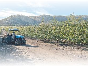 漂洋过海，车厘子成就中智“甜蜜事业”（共建“一带一路”·第一现场）