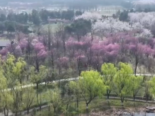 未来一周京冀等地进入柏科垂柳花粉期 易过敏人群如何科学防护？一起了解↓