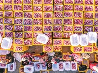 中国苹果为什么又多又好吃（外国网友“趣”问中国）