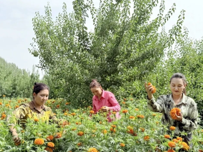 新疆森林里的富民“宝藏”