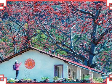 攀枝花开金沙畔（一朵花读懂一座城）