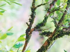 到侨乡，喝春天里的第一杯茶（侨界关注）