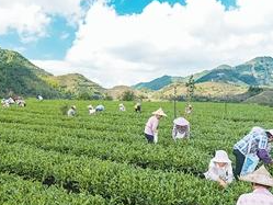 到侨乡，喝春天里的第一杯茶（侨界关注）