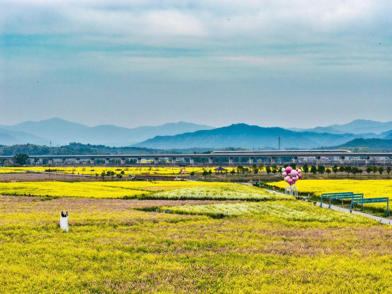△列车驶出浮梁东站，线路旁五彩油菜花盛开，宛如油画。