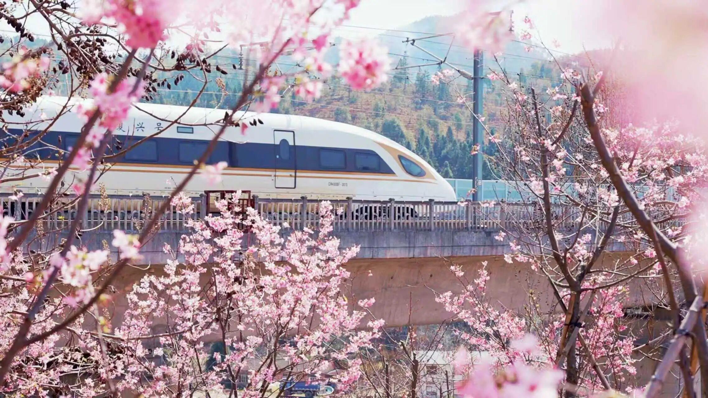 △合福高铁旁，盛开的樱花林与复兴号智能动车组同框。
