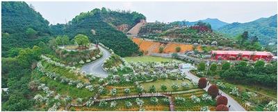 废弃矿山盛开中华木绣球（美丽中国·跟着花期看生态改善）