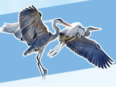 当531种鸟类飞过