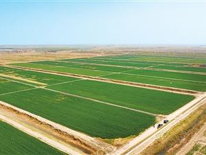 技术破“盐障” 沃土现东营