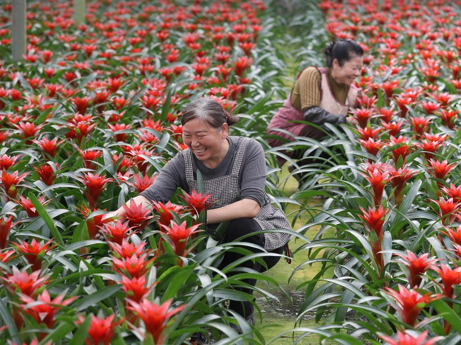 春日经济新图景｜“赏花经济”开出“四季春”