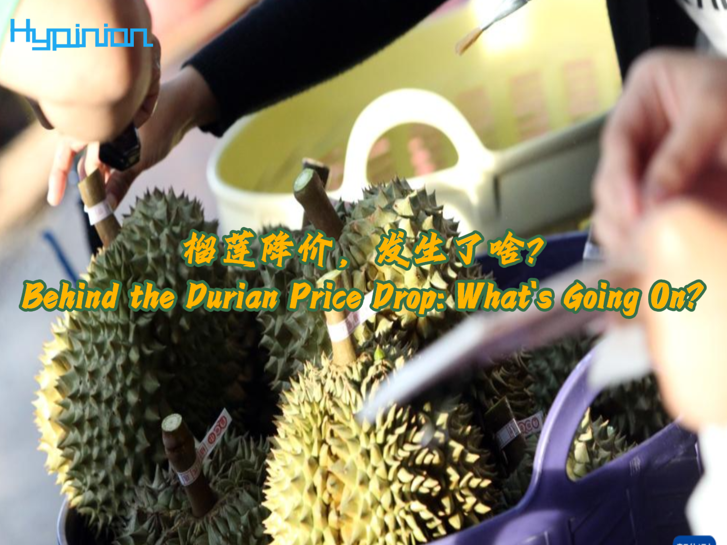 海评面：榴莲降价，发生了啥？