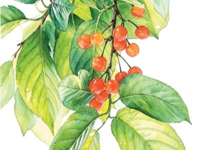 一味苦中甘 小得即圆满（食愈24节气）