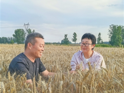 绿色“处方”上新，小麦抵抗力升级（三夏进行时·田间探新）