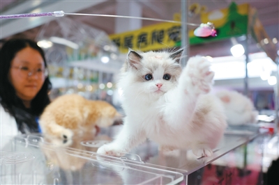 我的宠物AI养