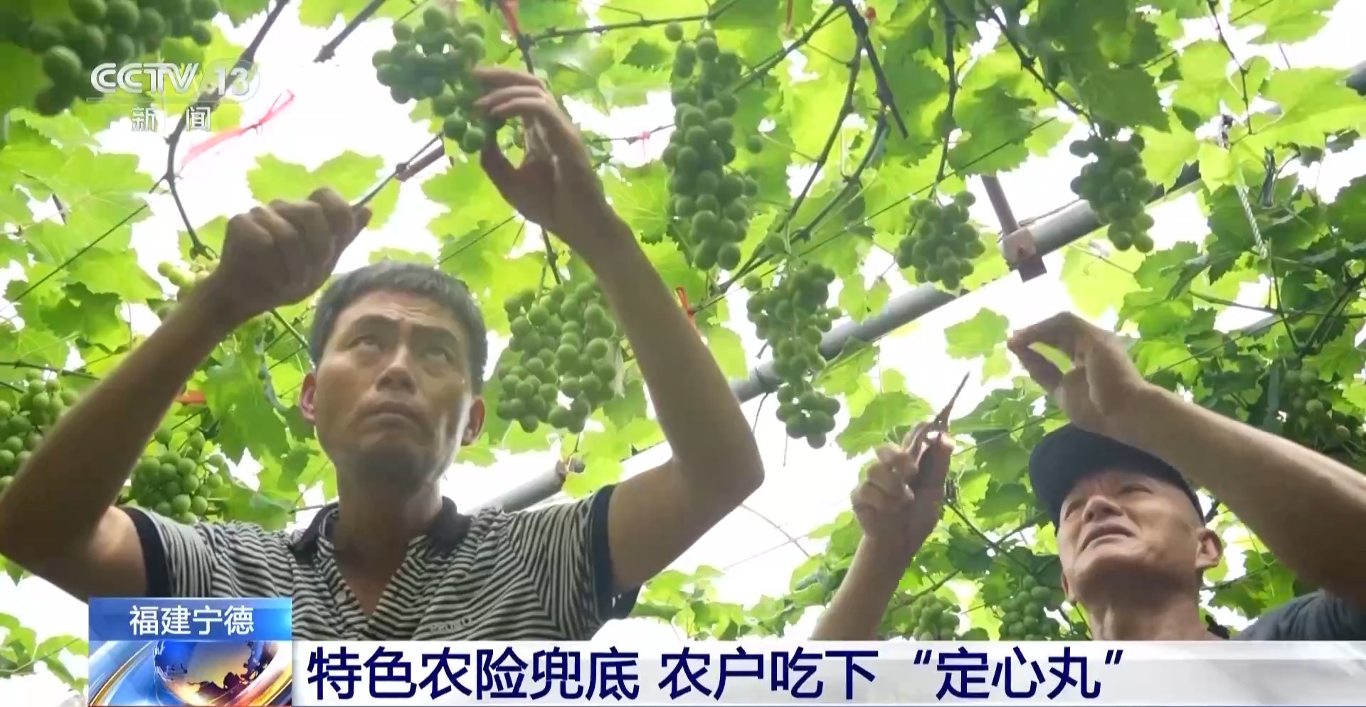 
山东省精神卫生中心杨晓东医生黄牛预约代挂号电话兜底减损、可差额赔付 农业保险成农户稳收益有力支撑