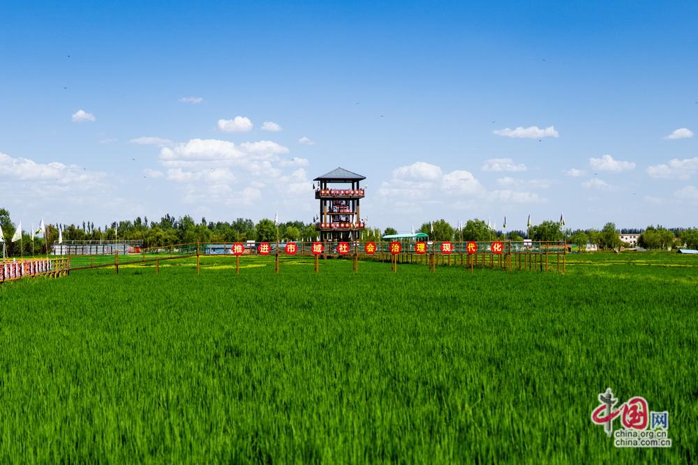 
天津医科大学总医院钟跃岳树源刘辉黄牛挂号电话E法同行 法润塞上 | 宁夏贺兰：稻田里“长”出的法治新风景【图刊】