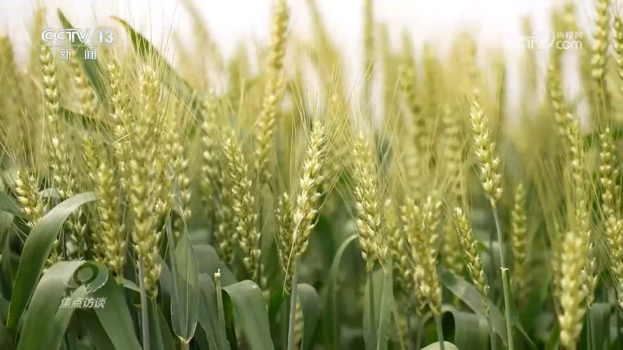 
中国医学科学院阜外医院田涛医生黄牛预约代挂号电话焦点访谈｜播种晚、病害多、雨季早……这季夏粮丰收是怎么“拼”出来的？