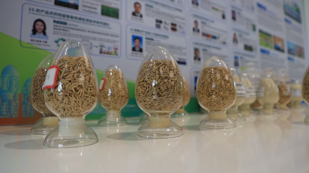 
北京各大医院医生黄牛预约代挂号电话跨越千年 一粒种子绘就中外农业合作的民生底色