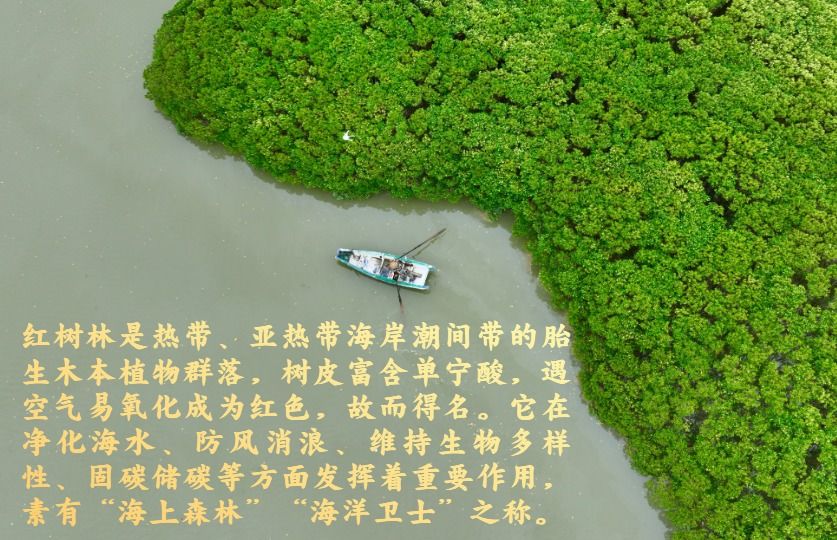 
浙江大学医学院附属儿童医院王颖硕医生黄牛预约代挂号电话镜观·回响丨守护红树林 中国在行动