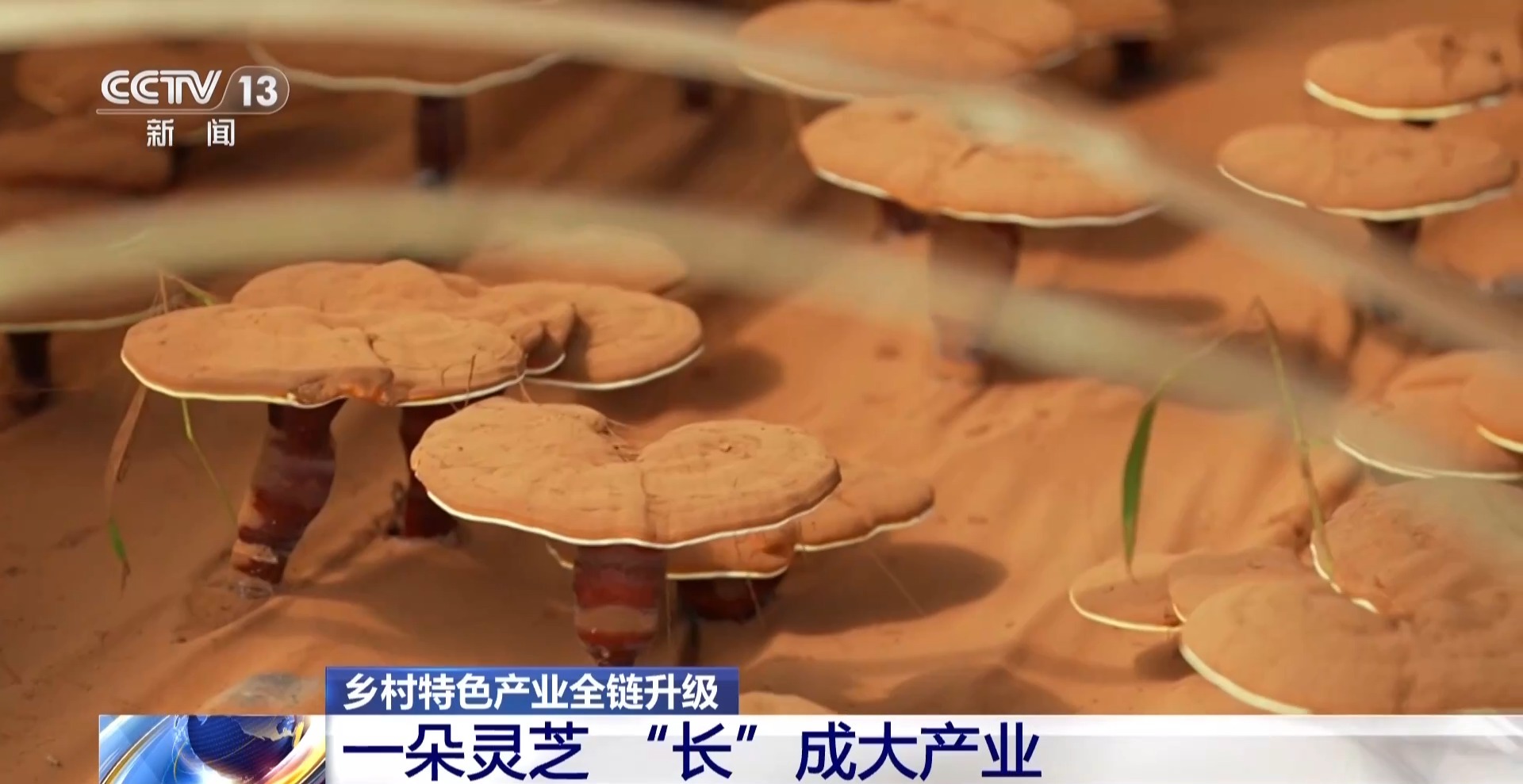 
北京安贞医院李刚医生黄牛预约代挂号电话一朵灵芝“长”成大产业 乡村特色产业全链提质升级
