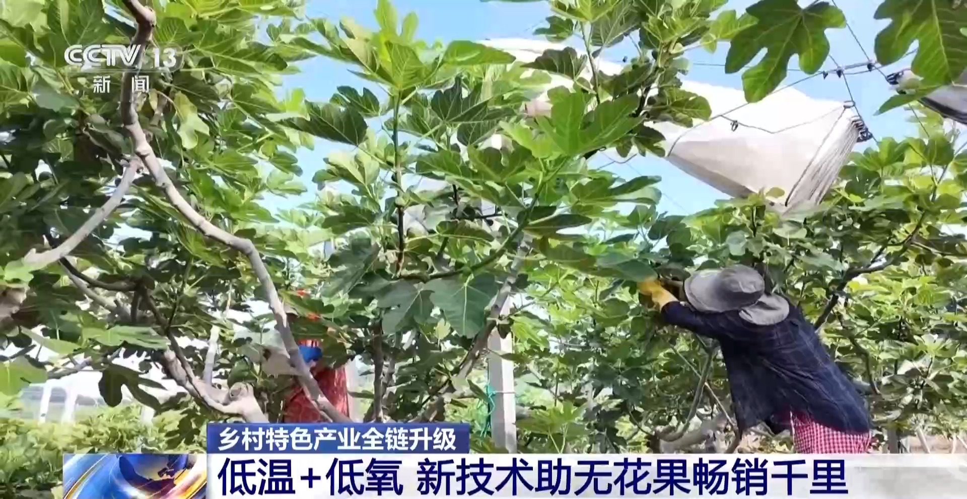 
北京安贞医院李刚医生黄牛预约代挂号电话一朵灵芝“长”成大产业 乡村特色产业全链提质升级