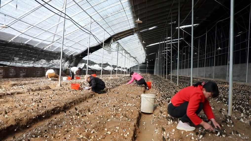
中国中医科学院西苑医院洪霞刘红梅郭德海张翠珍黄牛挂号电话向新提质 多元赋能 各地绘就高质量发展新图景