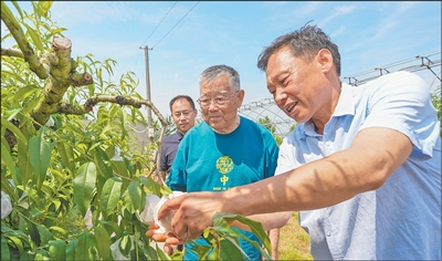 
西安各大医院黄牛挂号电话“稻子金黄时，我最有成就感”（“七一勋章”获得者）