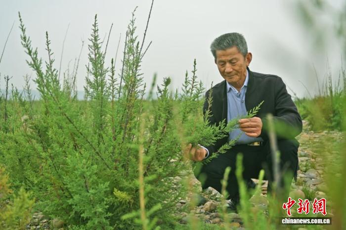 
北京大学第三医院唐文豪医生黄牛预约代挂号电话（长江十年行）湖北枝江三代“护绿人”的接力与坚守