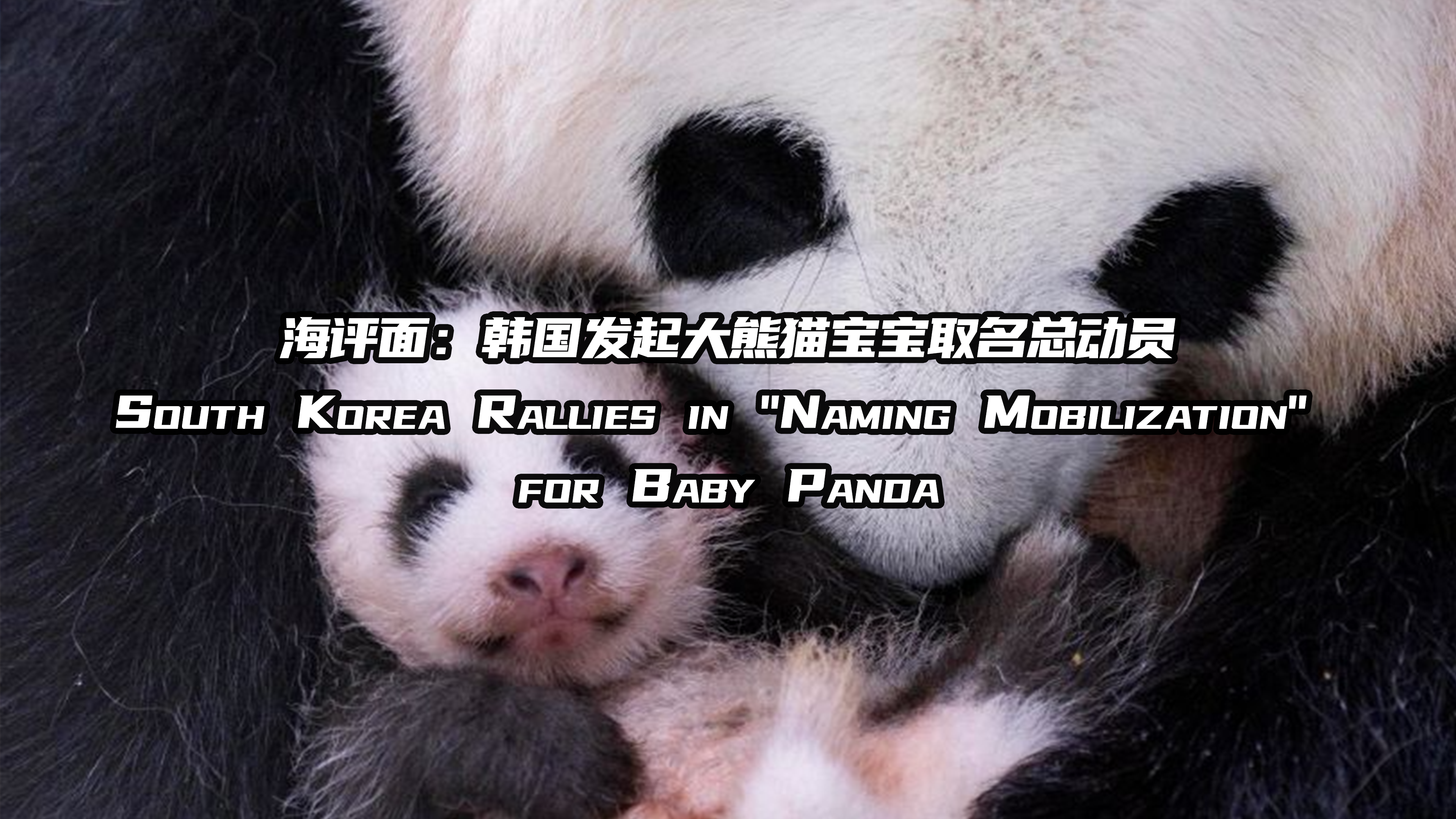 海评面：“韩国发起大熊猫宝宝取名总动员”