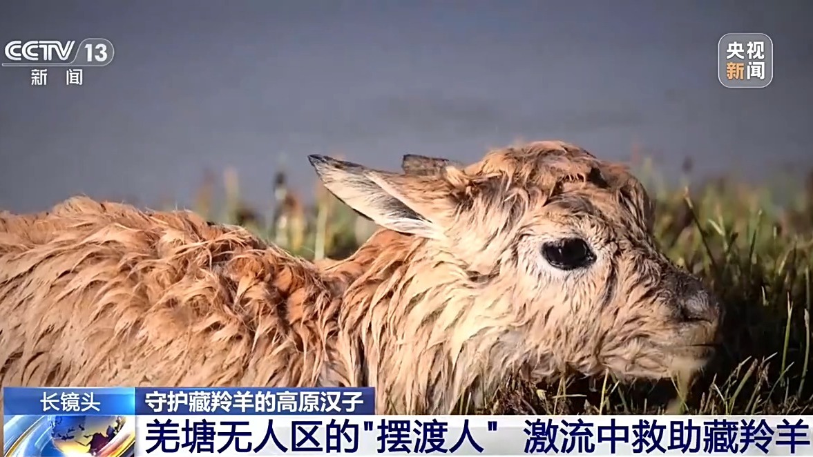 
中国中医科学院西苑医院张翠珍医生黄牛预约代挂号电话从“摆渡人”到“奶爸” 高原汉子在生命禁区守护藏羚羊